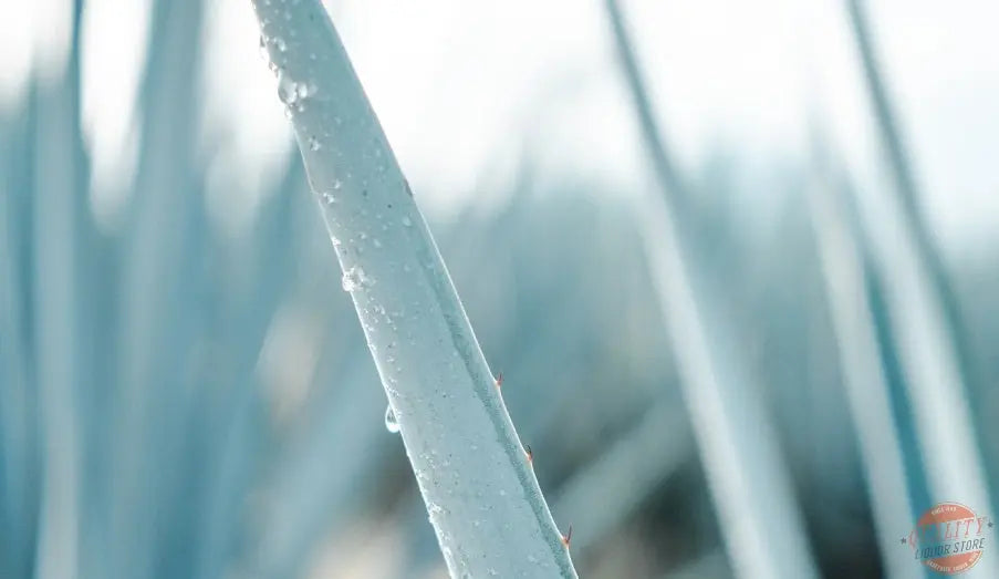 Buy Tequila Scenario | Quality Liquor Store